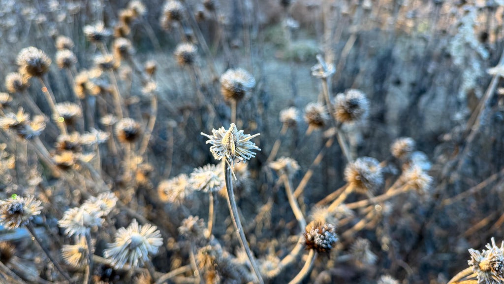 Breezy winds bring cool air to Minnesota, with first frost possible in the metro Friday night — WCCO / CBS Minnesota, Siesta Key Sports news