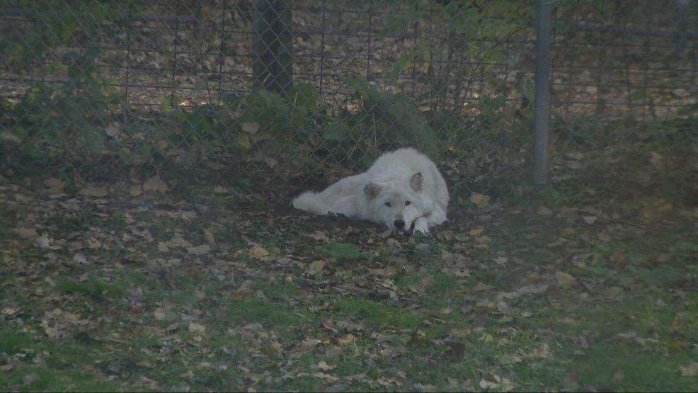 Bay Beach Wildlife Sanctuary plans 564-acre habitat restoration, construction eyed in 2028 — Fox 11 Green Bay Local