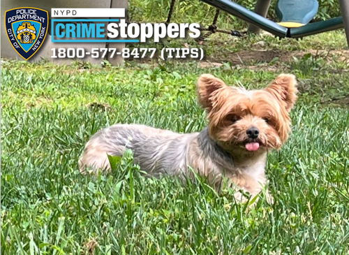Have you seen this Yorkie? NYPD looking for adorable pup dognapped from her Queens home — Gothamist