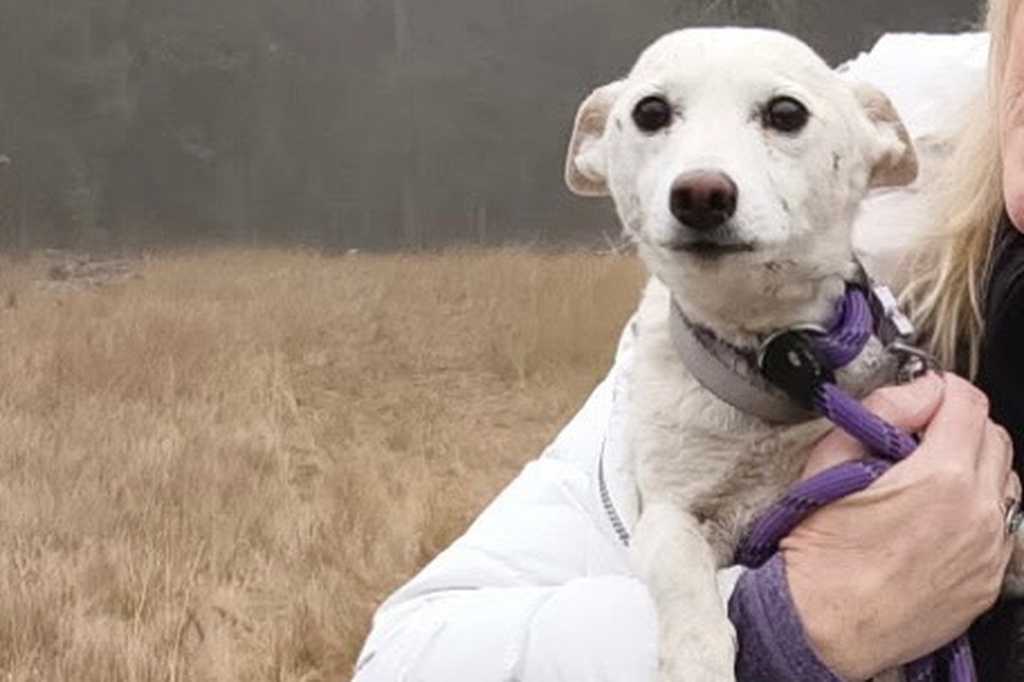 Small dog that escaped into Yellowstone wilderness for over a month found safe — WESH 2 Orlando