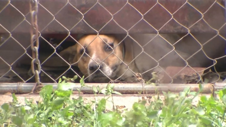 Animal Care Services seizes more than a dozen dogs in 'deplorable' conditions at east-side home — KENS 5 (San Antonio), Siesta Key Community news