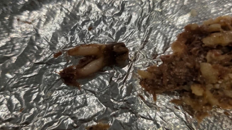 Texas customer sues after she found cow tooth in taco at fast-casual chain — WTSP Food Tampa Bay, Siesta Key Dining news
