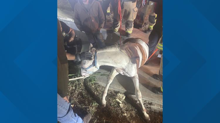 Plano firefighters rescue horse trapped in drainage ditch after escaping near Highway 121 — WFAA (Dallas-Fort Worth), Siesta Key Community news