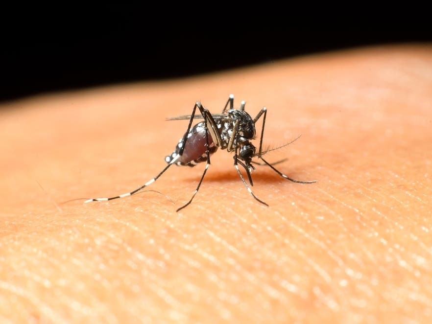 Locally Acquired West Nile Virus Case Reported In Sarasota County: FL Health Officials — Sarasota Patch, Siesta Key Health news