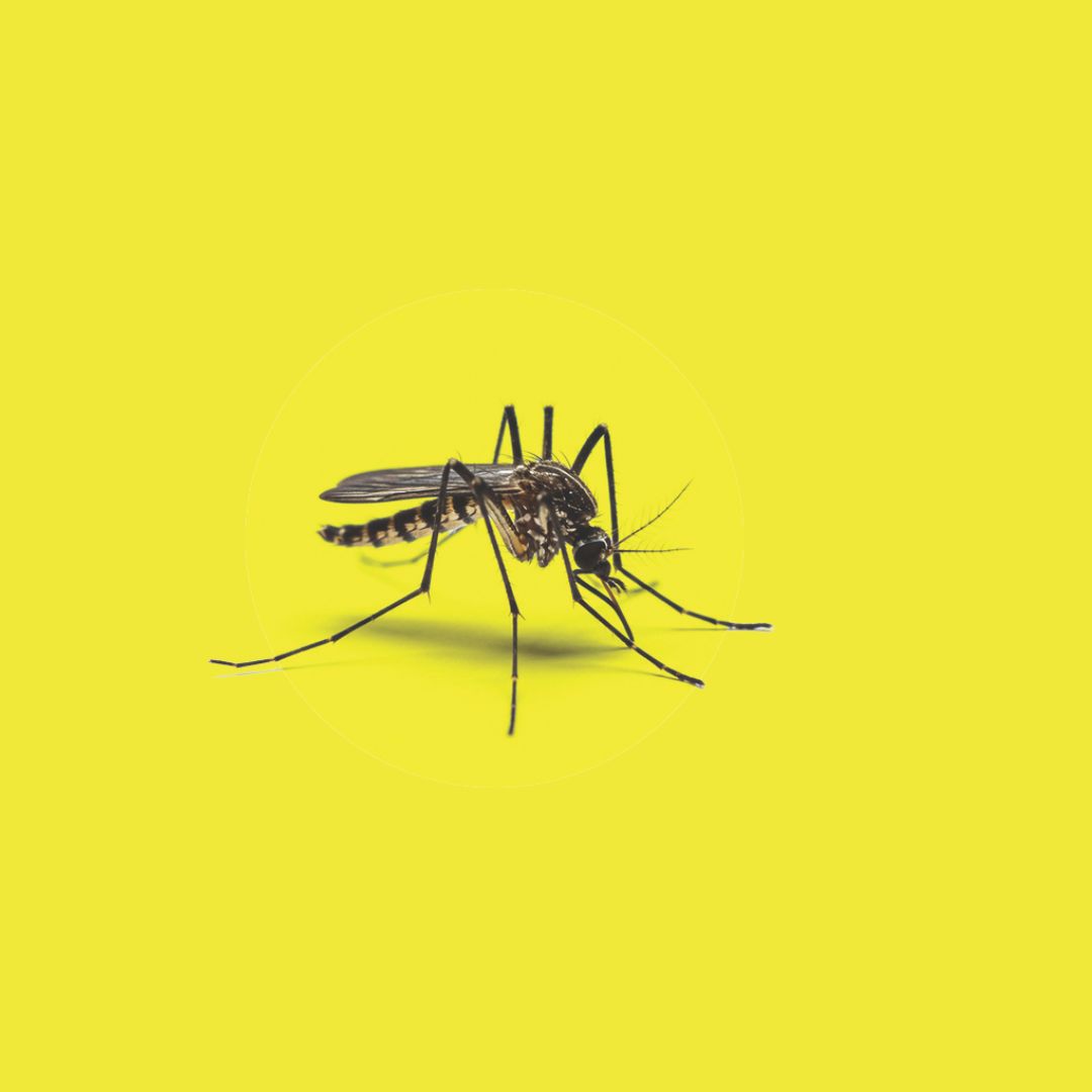 Mosquito-Borne Illnesses Are On the Rise — Sarasota Magazine