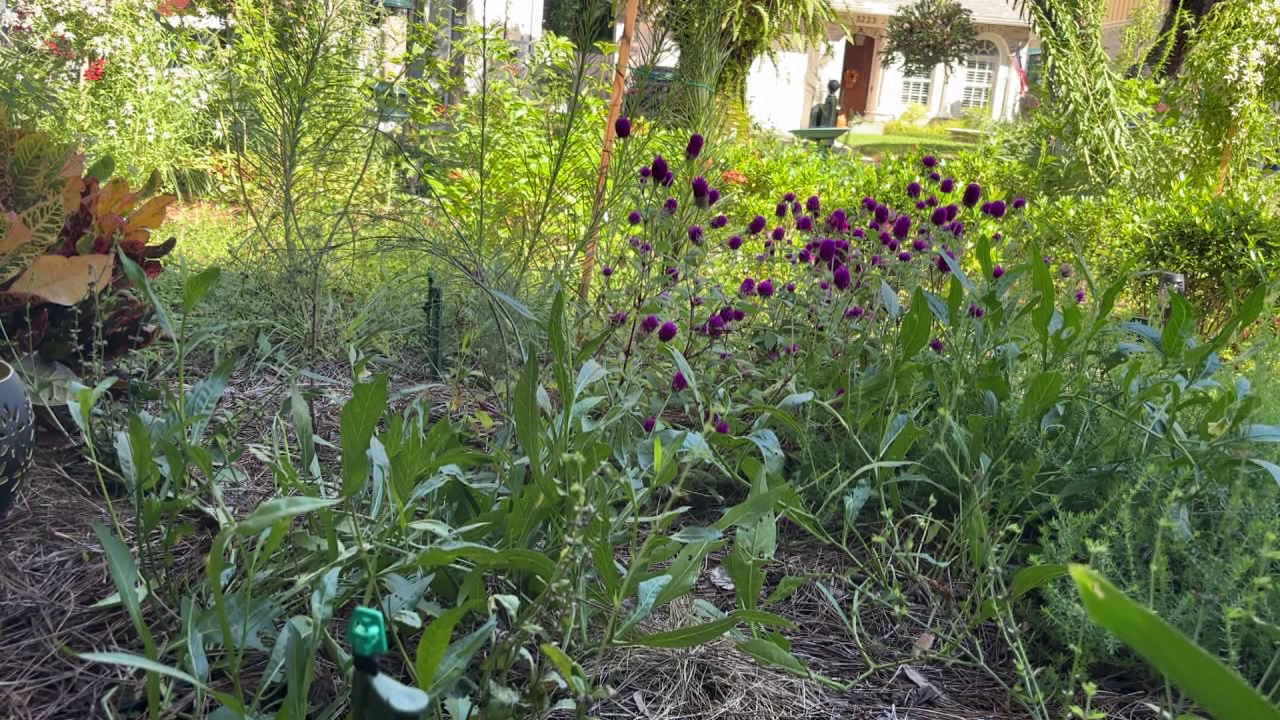 Tampa offers homeowners up to $3,000 in rebates to replace grass with native plants: Here's how to cash in — FOX 13 Tampa Bay News, Siesta Key Community news