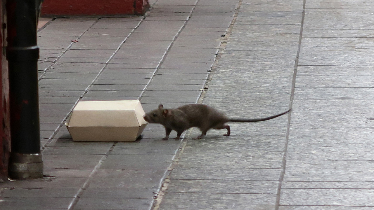 Rats and mice are the worst in these U.S. cities, new ranking finds — FOX 13 Tampa Bay News, Siesta Key Business news