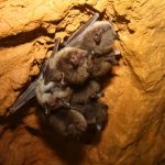 Wisconsin Has 20,000 Bats — Urban Milwaukee, Siesta Key Real Estate news