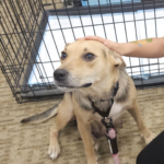 SNIP Collier shows off three adoptable pups — Florida Weekly